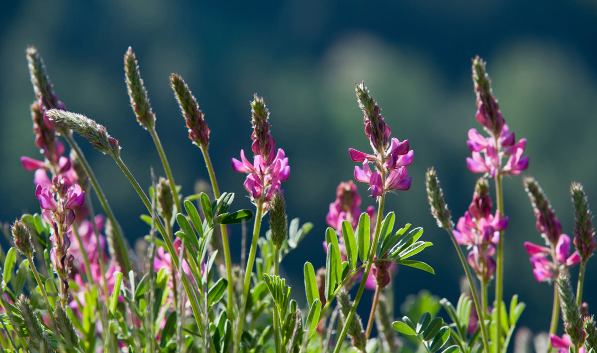 Commeire_spring_views-5